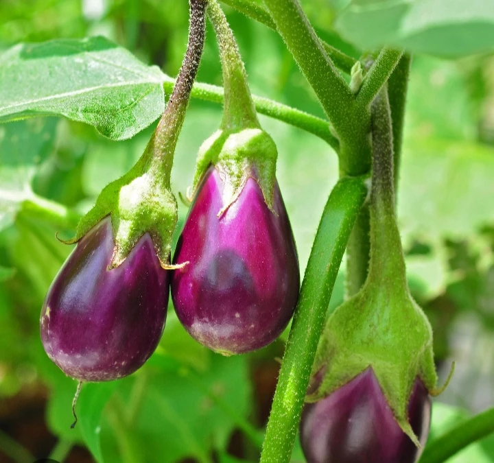 Fresh Brinjal