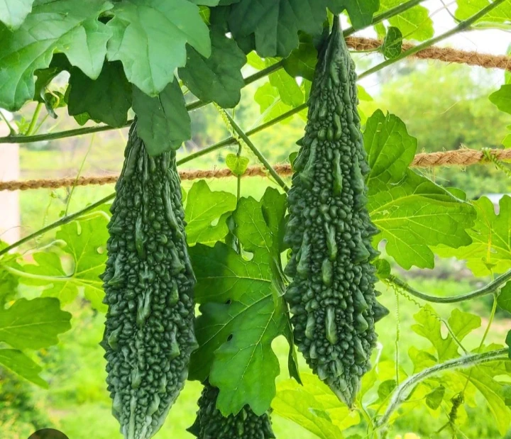 Fresh Bitter gourd