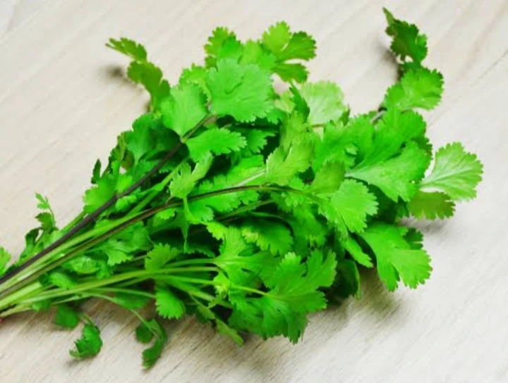 Coriander