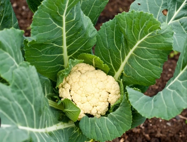 Cauliflower