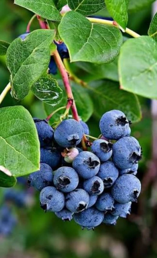 Fresh Blue berry