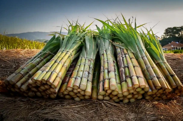 Fresh Sugarcane